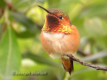 Allen's Hummingbird