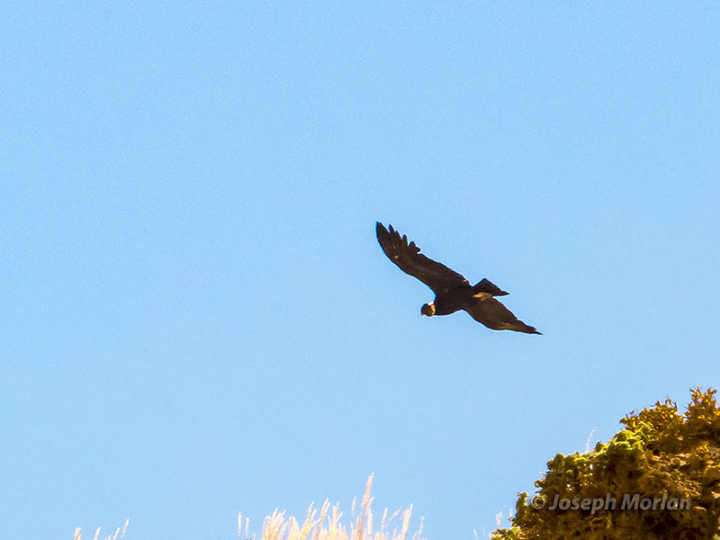 Andean Condor (Vultur gryphus) 