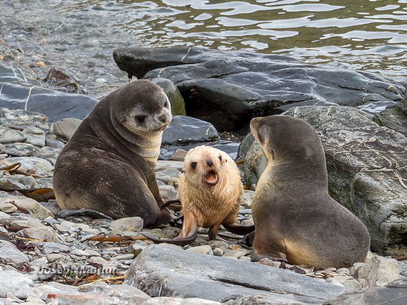 Antarctic Fur Seal (Arctocephalus gazella)