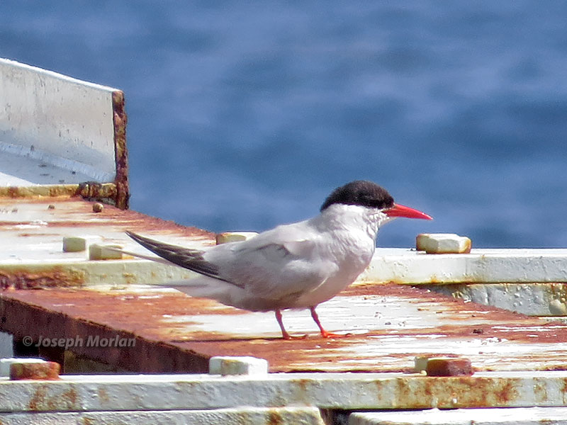 Antarctic Tern (Sterna vittata)