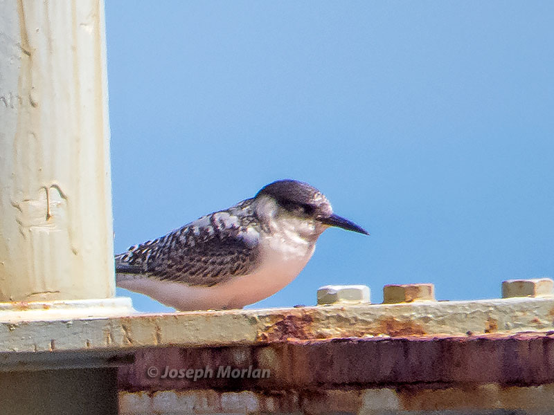 Antarctic Tern (Sterna vittata)