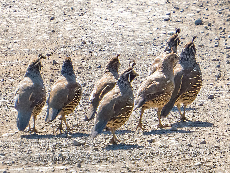 California Quail (Callipepla californica)