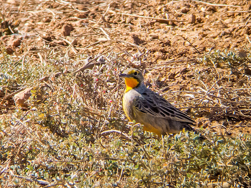 Orange-throated Longclaw (Macronyx capensis)