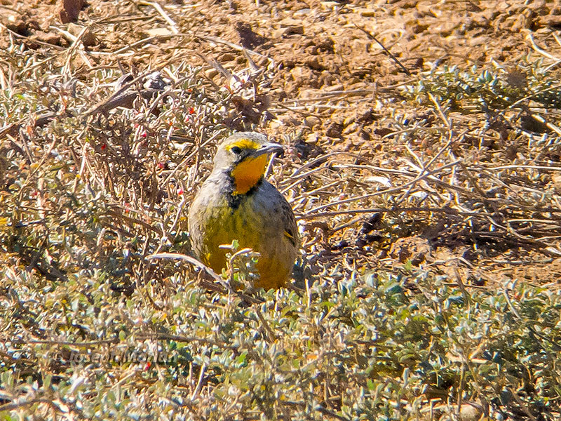 Orange-throated Longclaw (Macronyx capensis)