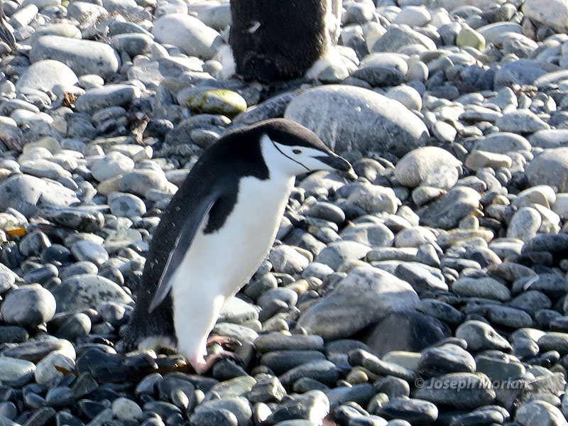 Chinstrap Penguin (Pygoscelis antarcticus) 