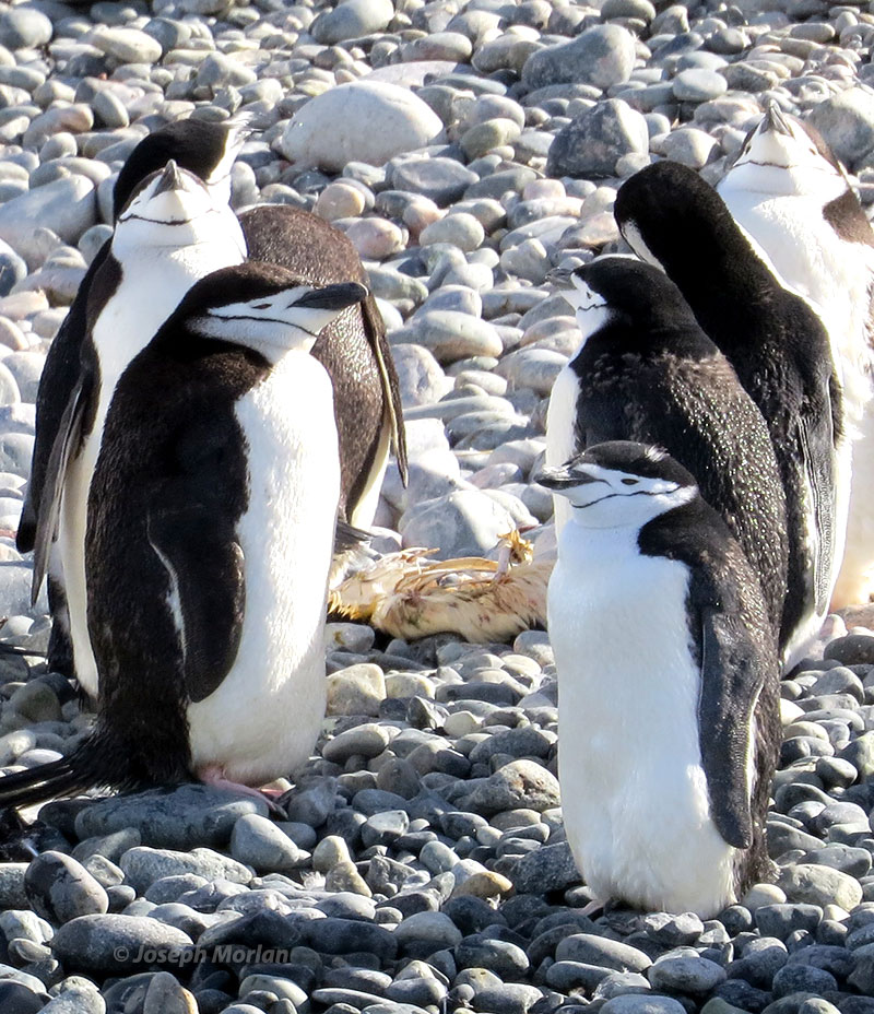 Chinstrap Penguin (Pygoscelis antarcticus) 