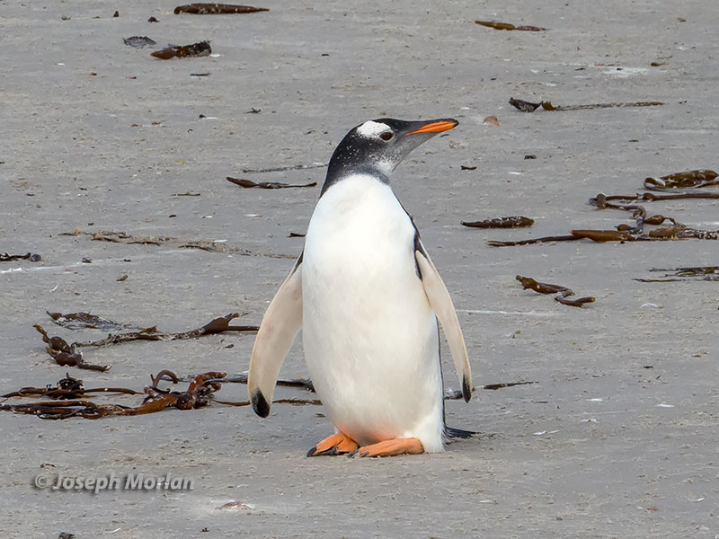 Gentoo Penguin (Pygoscelis papua)