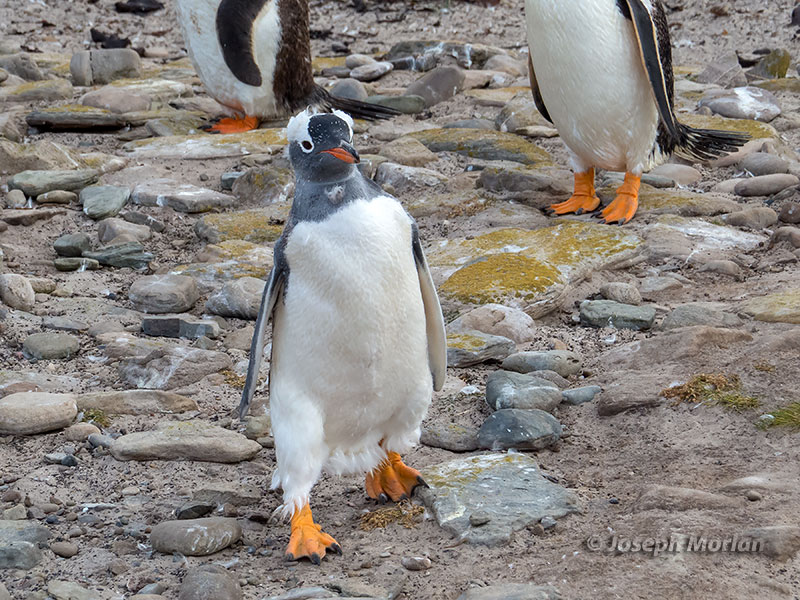 Gentoo Penguin (Pygoscelis papua)