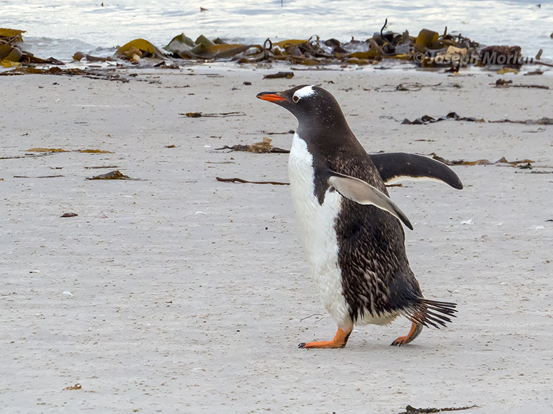 Gentoo Penguin (Pygoscelis papua)
