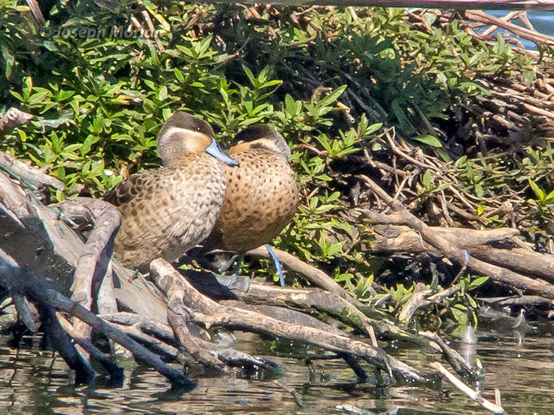 Hottentot Teal (Spatula hottentota) 