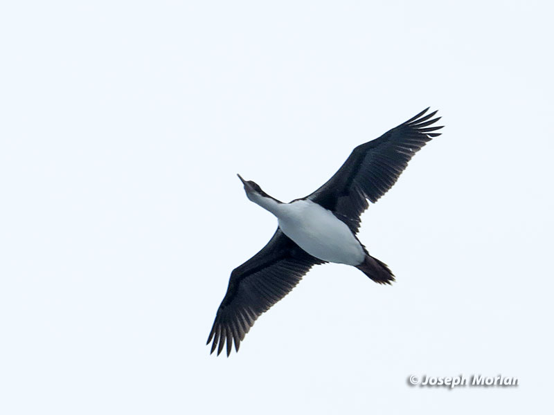 Imperial Cormorant (Phalacrocorax atriceps)