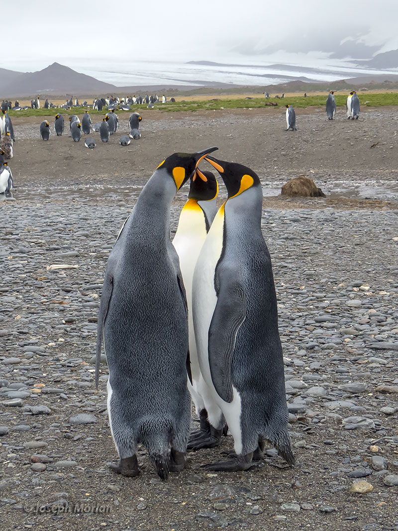 King Penguin (Aptenodytes patagonicus) 