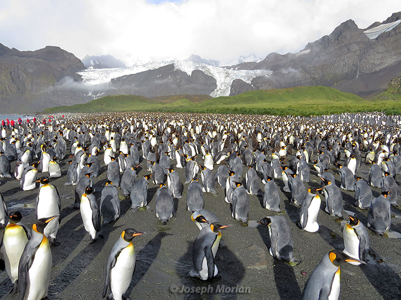 King Penguin (Aptenodytes patagonicus)