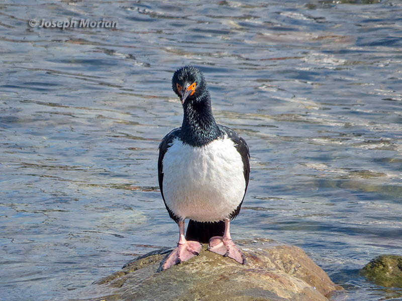 Magellanic Cormorant (Phalacrocorax magellanicus) 
