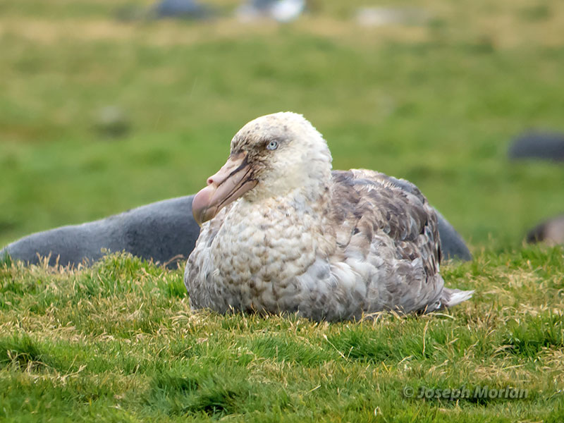 Northern Giant-Petrel (Macronectes halli) 