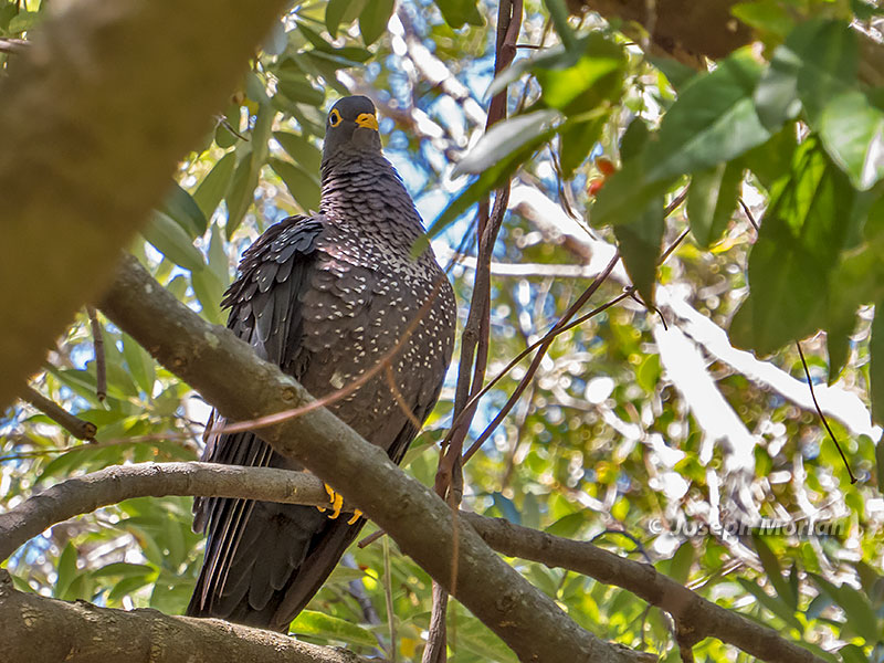 Rameron Pigeon (Columba arquatrix) 