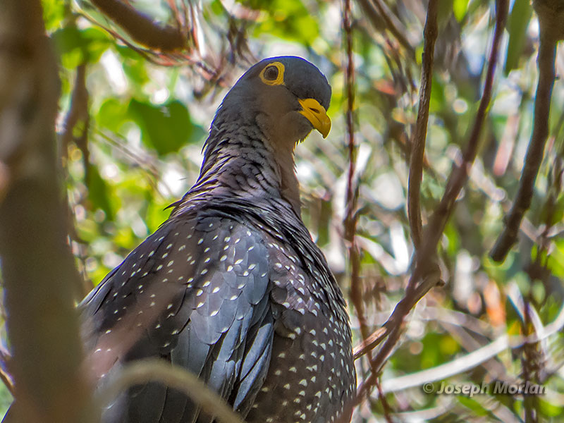 Rameron Pigeon (Columba arquatrix) 