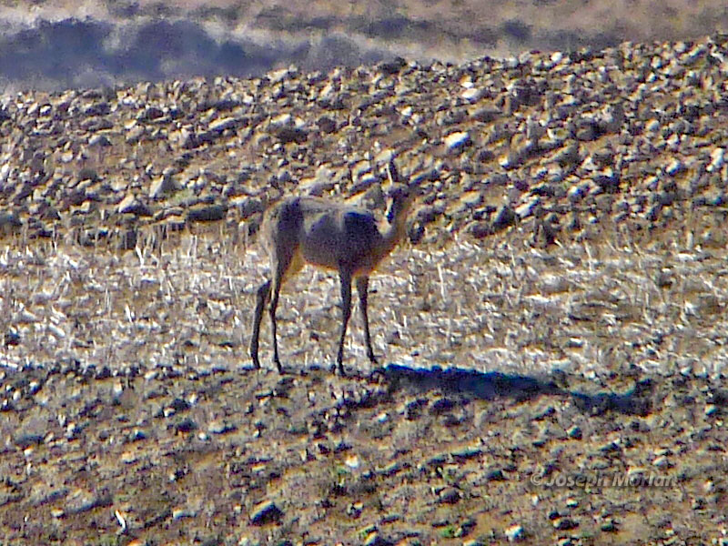 Gray Rhebok (Pelea capreolus) 