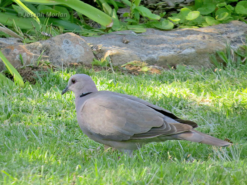 Red-eyed Dove (Streptopelia semitorquata)