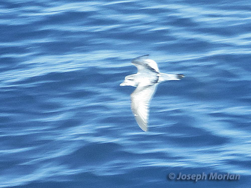 Broad-billed Prion (Pachyptila vittata)