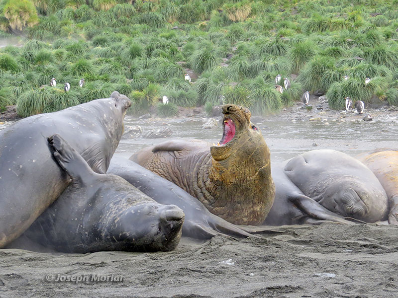 Southern Elephant Seal (Mirounga leonina)