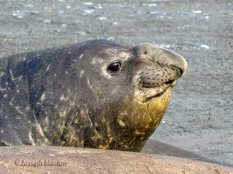 Southern Elephant Seal (Mirounga leonina)
