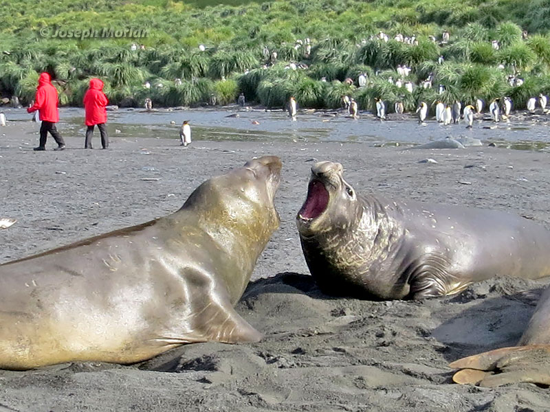 Southern Elephant Seal (Mirounga leonina)