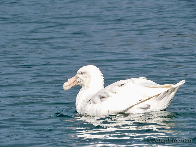 Southern Giant-Petrel (Macronectes giganteus) 