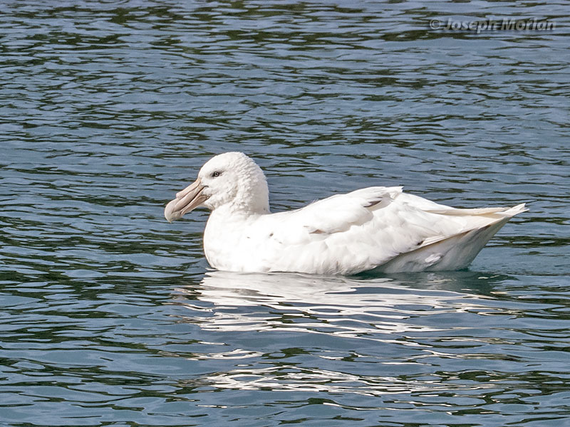 Southern Giant-Petrel (Macronectes giganteus) 