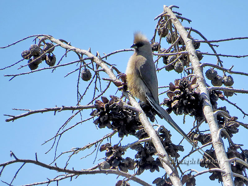 Speckled Mousebird (Colius striatus) 