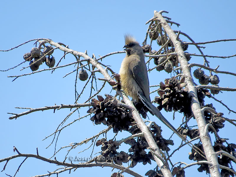 Speckled Mousebird (Colius striatus) 