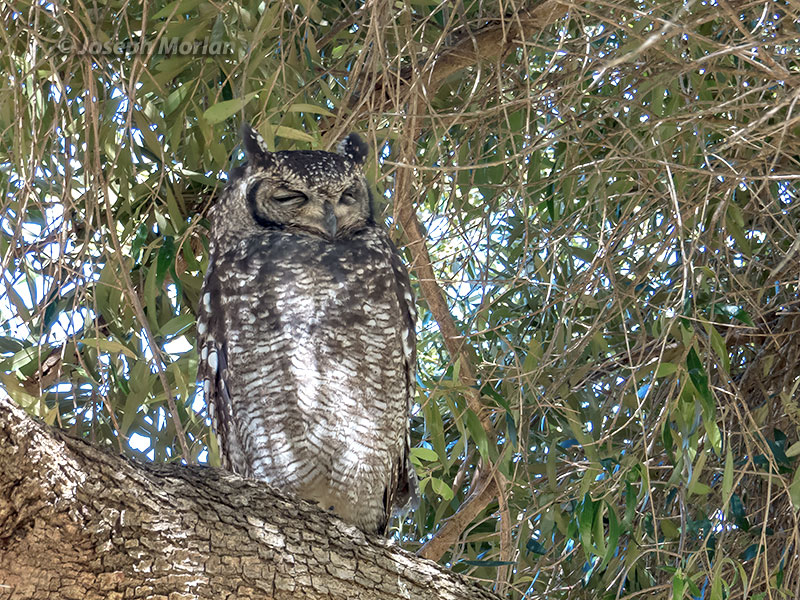 Spotted Eagle-Owl (Bubo africanus)