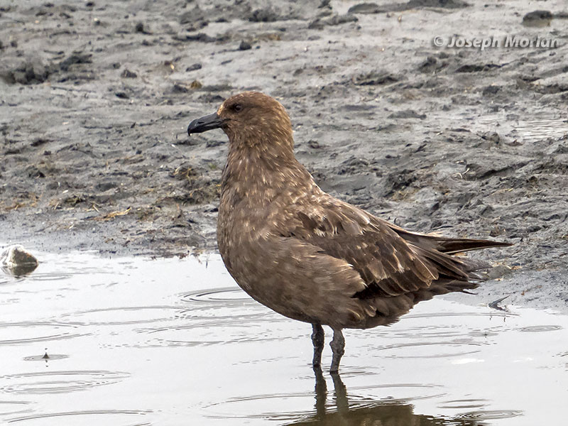Brown Skua (Stercorarius antarcticus lonnbergi) 