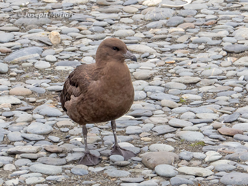 Brown Skua (Stercorarius antarcticus lonnbergi) 