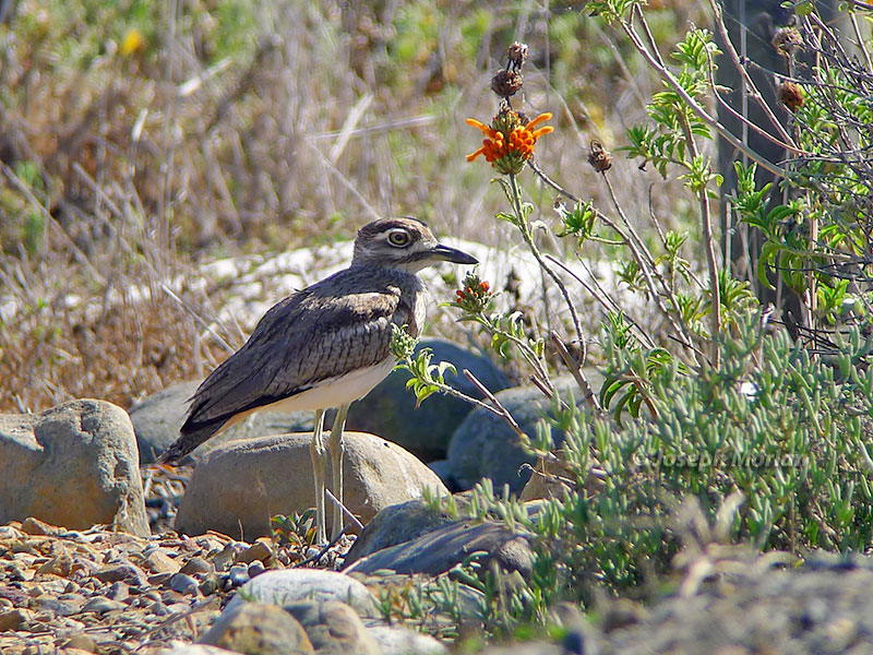 Water Thick-knee (Burhinus vermiculatus) 
