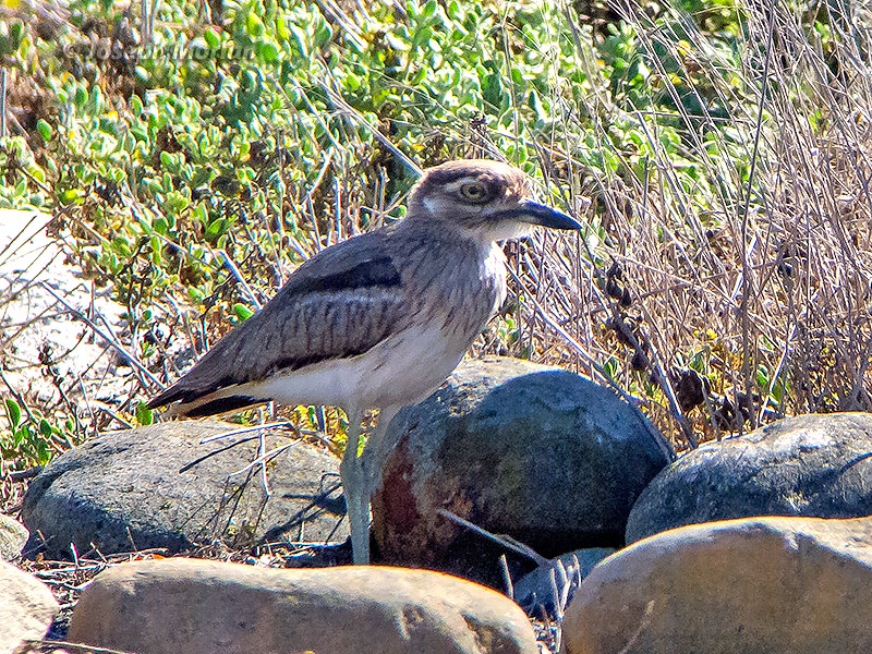 Water Thick-knee (Burhinus vermiculatus) 