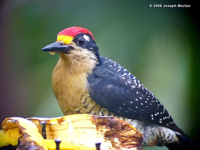 Black-cheekedWoodpeckerP1030929