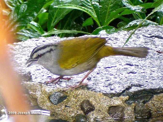 Black-stripedSparrowP1030658