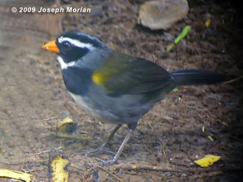 Orange-billedSparrowP1030932