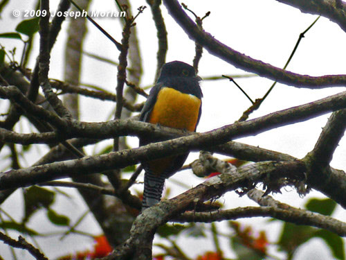 ViolaceousTrogonP1030890