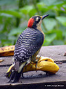 Black-cheekedWoodpeckerP1030845