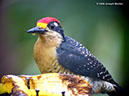 Black-cheekedWoodpeckerP1030929