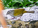 Black-stripedSparrowP1030658