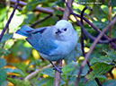 Blue-grayTanagerP1040475
