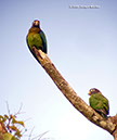Brown-hoodedParrotP1040679