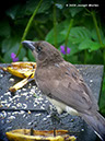 BrownJayP1030600
