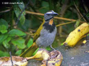 Buff-throatedSaltatorP1030687