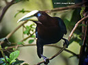 Chestnut-headedOropendolaP1030853