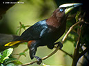 Chestnut-headedOropendolaP1030866