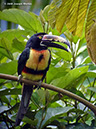 CollaredAracariP1040136